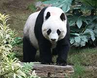Bye bye Basi: World's oldest captive panda dies