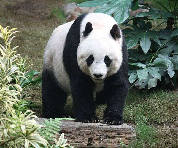 Fossil discovery solves mystery of how pandas became vegetarian