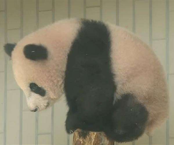 Singapore zoo breeds first panda cub