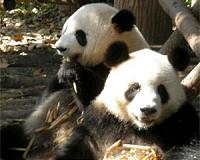 France's first panda cub makes debut appearance