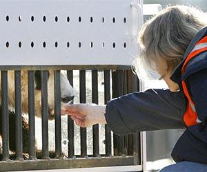 China to release six pandas into wild