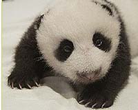 Next Taiwan leader says would welcome Chinese pandas