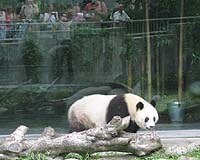 Giant Panda Could Survive As An Evolutionary Development