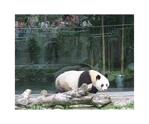 Baby giant panda's death in Tokyo sparks grief