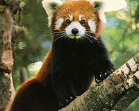Unbear-lievable: doubts over Myanmar 'red panda' find