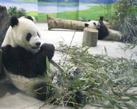 Chinese pandas arrive in Malaysia after delay over MH370