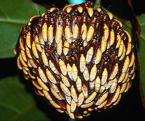 Worker Wasps Grow Visual Brains, Queens Stay in the Dark
