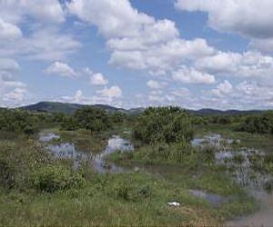 Rainfall, brain infection linked in sub-Saharan Africa
