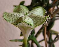 Flower attracts pollinating flies by mimicking smell of attacked bee