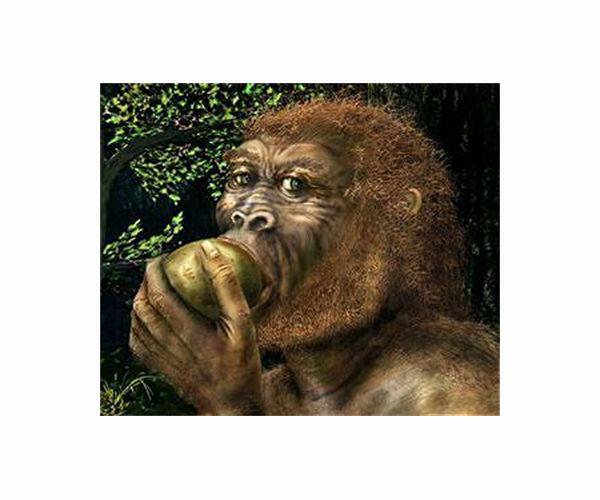 Humans ditched swivelling hips for shorter stride than chimps