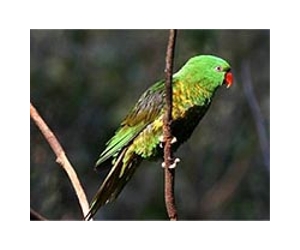 Rare Philippine parrot seized from boat