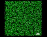 Biomaterials with 'Frankenstein proteins' help heal tissue