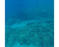The sound of a healthy reef