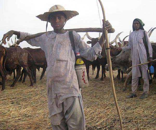 Hungry elephants, Cameroon farmers struggle to coexist