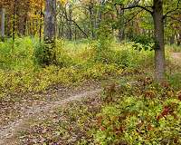 To improve children's diets, conserve forests