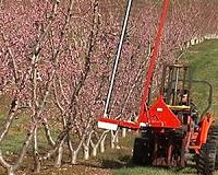 US peach farmer wins $265 mln damages over Bayer, BASF herbicide