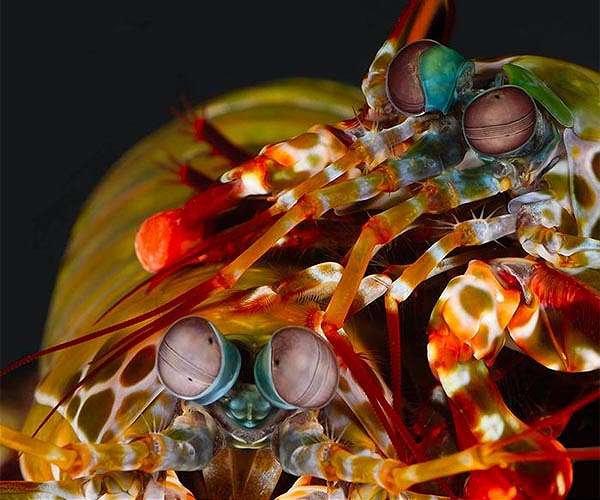 Baby mantis shrimp is born ready to fight, researchers say