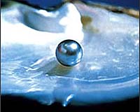 Pearl-Like Coating From Oysters Could Protect Aircraft