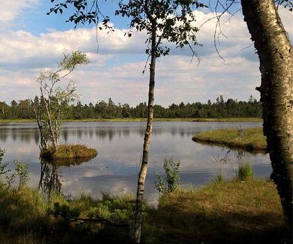 In new German save-the-forest fight, migrant captain centre stage