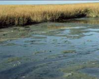 Global Warming Predicted To Hasten Carbon Release From Peat Bogs