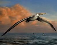 Scientist identifies world's biggest-ever flying bird