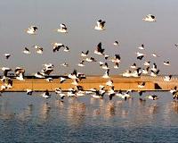 Albania's pelicans return to their lagoon 'kingdom'
