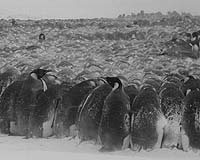 Huddling And A Drop In Metabolism Allow Penguins To Survive The South Pole Cold