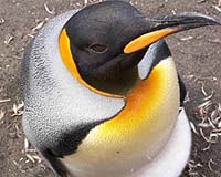 King penguins could be wiped out by climate change: study