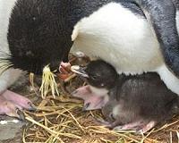 Penguin parents: Inability to share roles increases their vulnerability to climate change