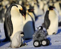 Penguin-bot is a happy feat for science