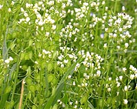 Popping The Cork On Biofuel Agriculture