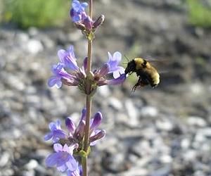 Bumblebees use logic to find the best flowers