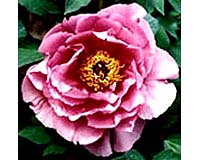 Space Peonies Blooming In Heze