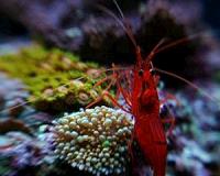 Ocean acidification research should increase focus on species' ability to adapt