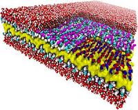 New design rule brings nature-inspired nanostructures one step closer
