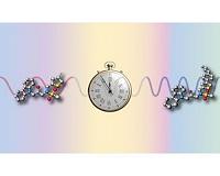 Small molecules change biological clock rhythm