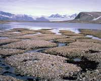 Thawing Permafrost Likely To Boost Global Warming