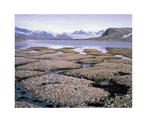 Beware of permafrost peril, climate talks told