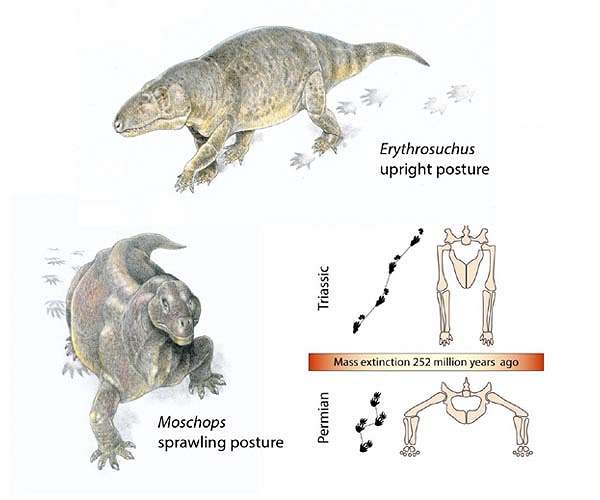 World's greatest mass extinction triggered switch to warm-bloodedness