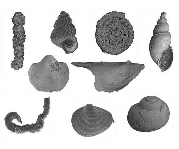 Three critical factors in the end-Permian mass extinction