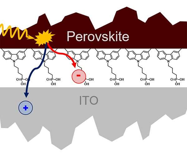 Perovskite solar cells: Interfacial loss mechanisms revealed