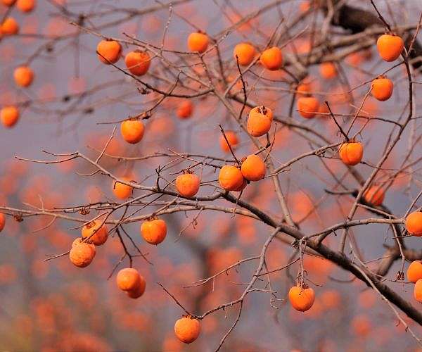 Blooming hard: Taiwan's persimmon growers struggle