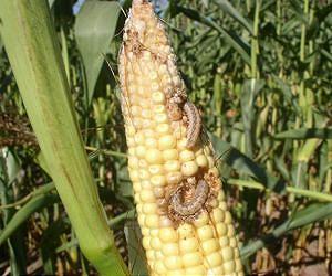 Scientists Refute Greenpeace Claims About GM Corn