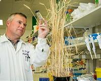 New fungi behind emerging wheat disease