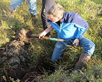 How plant roots sense and react to soil flooding