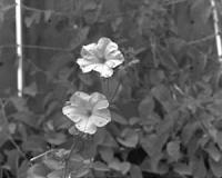 Night vision in tune with nature in hovering hawkmoths