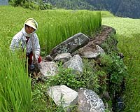 Boost In Rice Production To Avoid Food Shortages In Indonesia