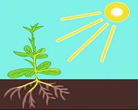 Plant roots in the dark see light