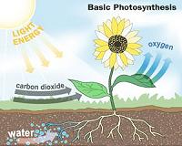 How plants protect photosynthesis from oxygen