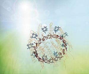 Uncovering quantum secret in photosynthesis